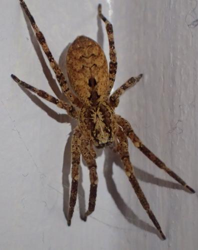 Réf. 221 740 : Zoropsis spinimana